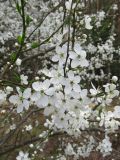 Prunus cerasifera. Побеги с цветками. Беларусь, Гродненская обл., Новогрудский р-н, окр. дер. Орковичи, опушка сосняка зелёномошного у асфальтированной дороги. 11.05.2022.