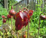 Sarracenia purpurea