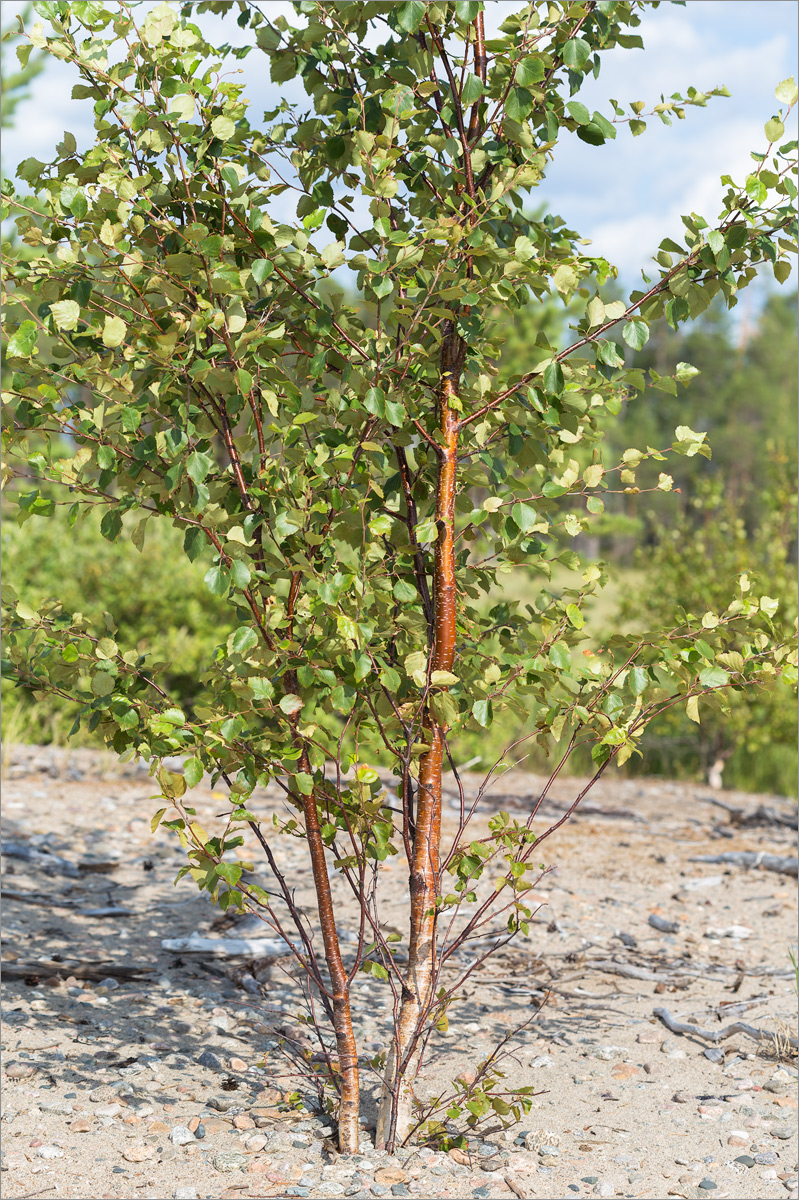 Изображение особи Betula subarctica.