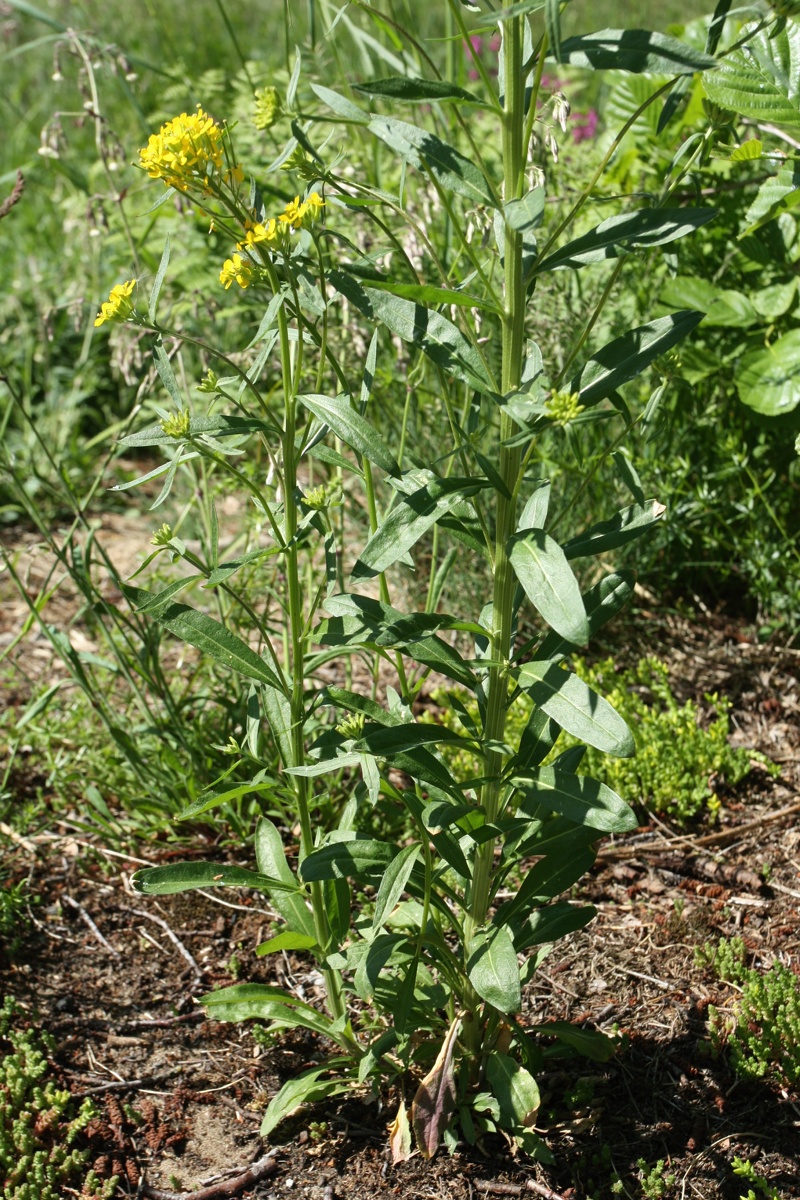 Image of Erysimum hieraciifolium specimen.