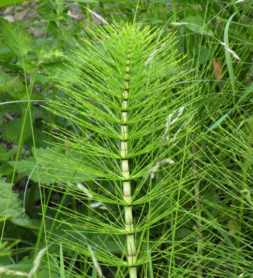 Изображение особи Equisetum telmateia.