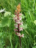 Orobanche crenata. Соцветие. Краснодарский край, м/о Анапа, пос. Витязево, Санаторный пр-д, широкий газон вдоль улицы. 29.05.2021.