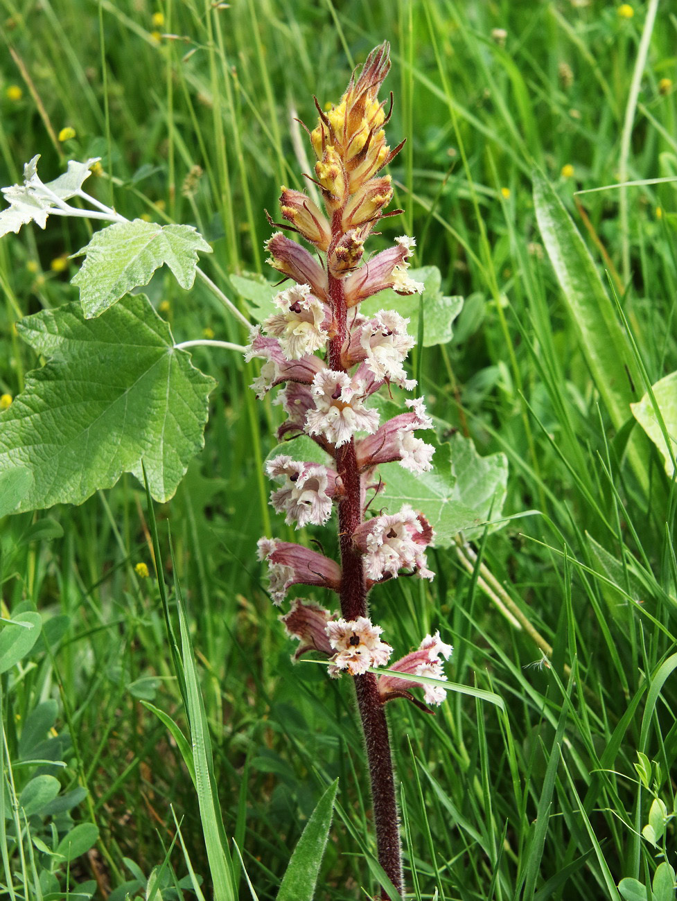Image of Orobanche crenata specimen.