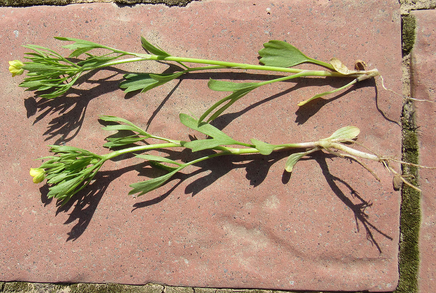 Image of Ranunculus arvensis specimen.