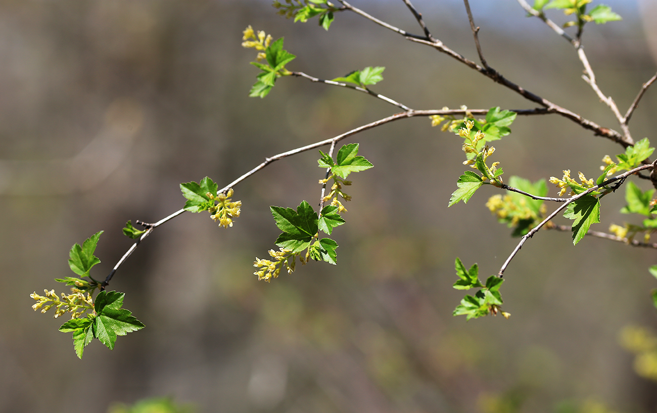 Image of Ribes komarovii specimen.