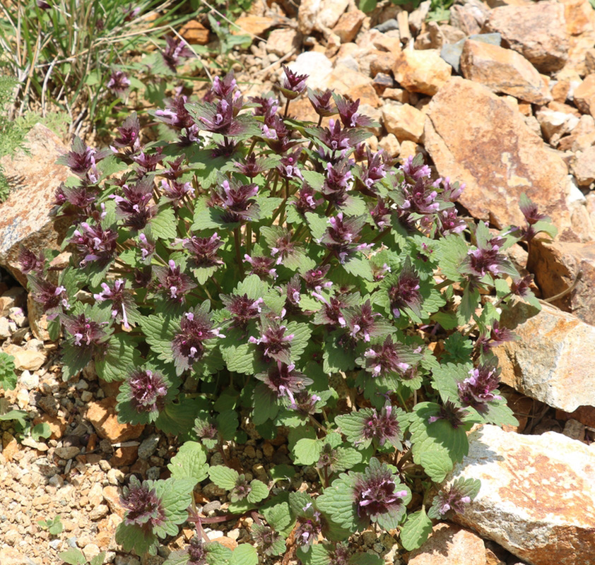 Image of Lamium purpureum specimen.