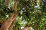 Ficus microcarpa. Часть ствола и ветви плодоносящего дерева. Египет, мухафаза Эль-Гиза, оазис Бахария, в культуре. 30.04.2023.