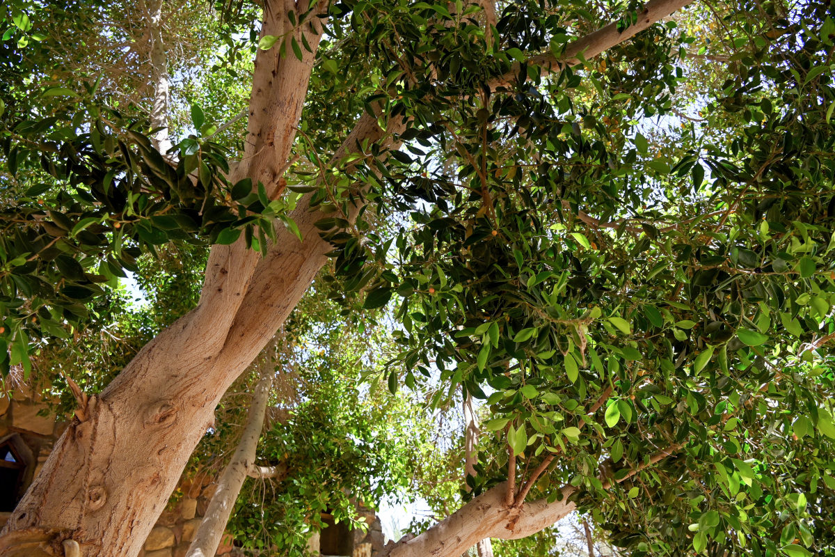 Image of Ficus microcarpa specimen.