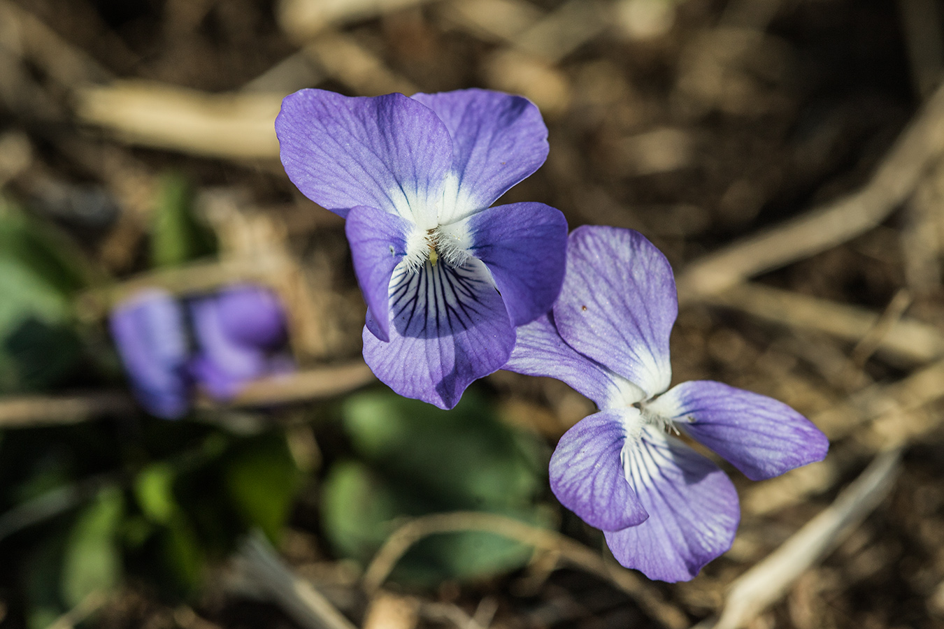 Изображение особи род Viola.