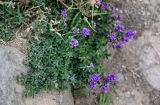 Medicago sativa