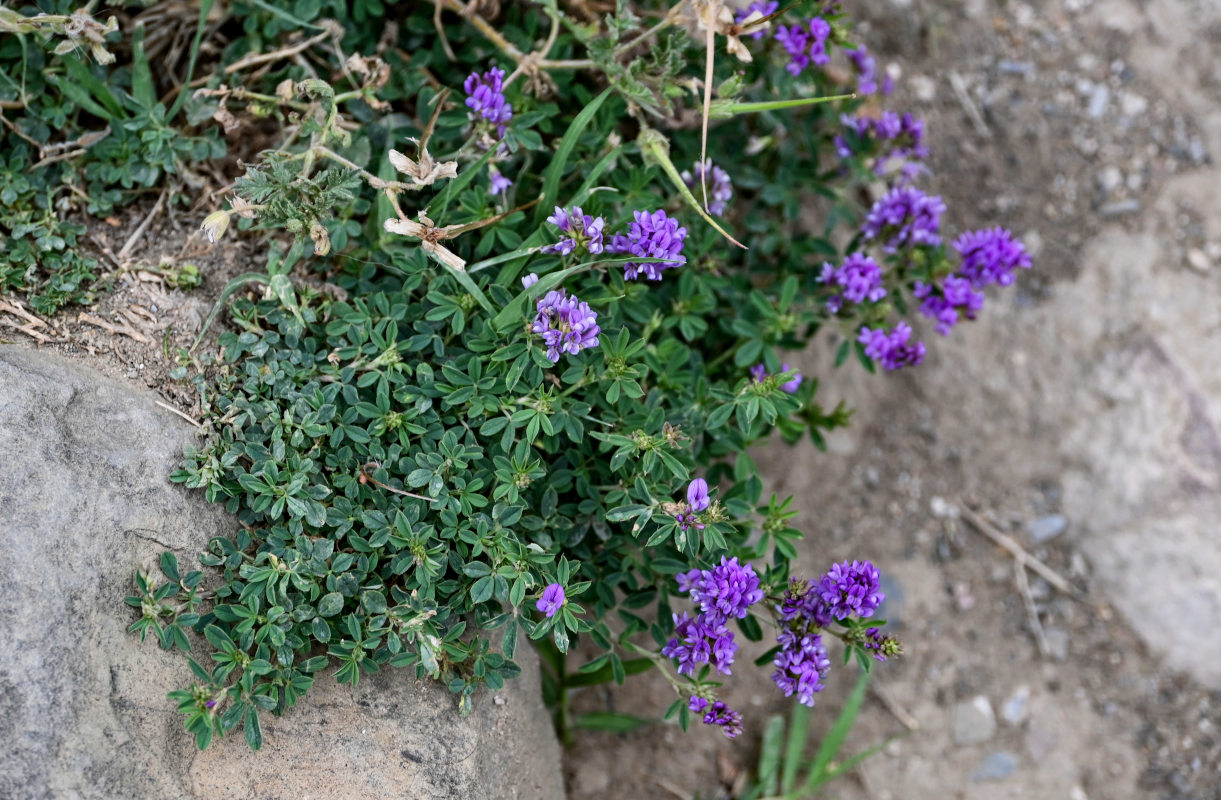 Image of Medicago sativa specimen.