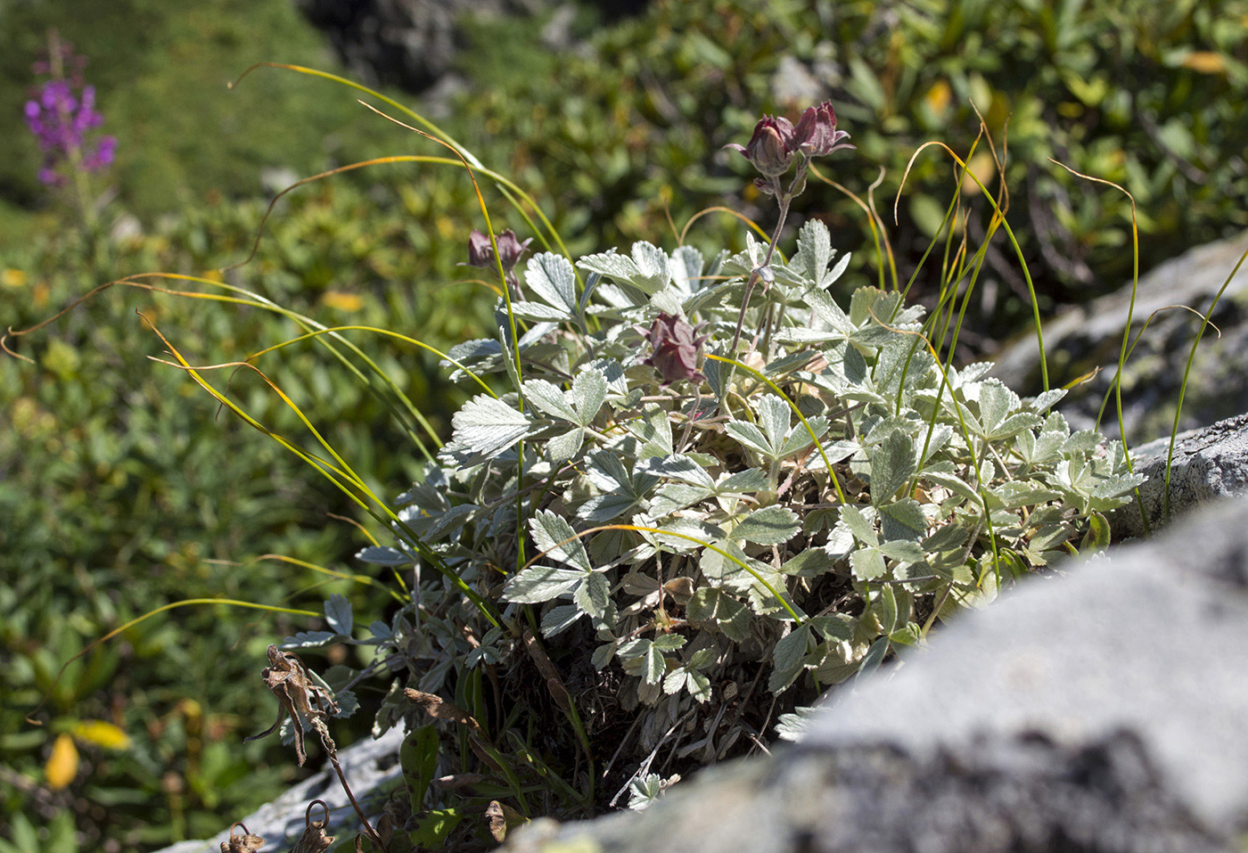 Изображение особи Potentilla divina.