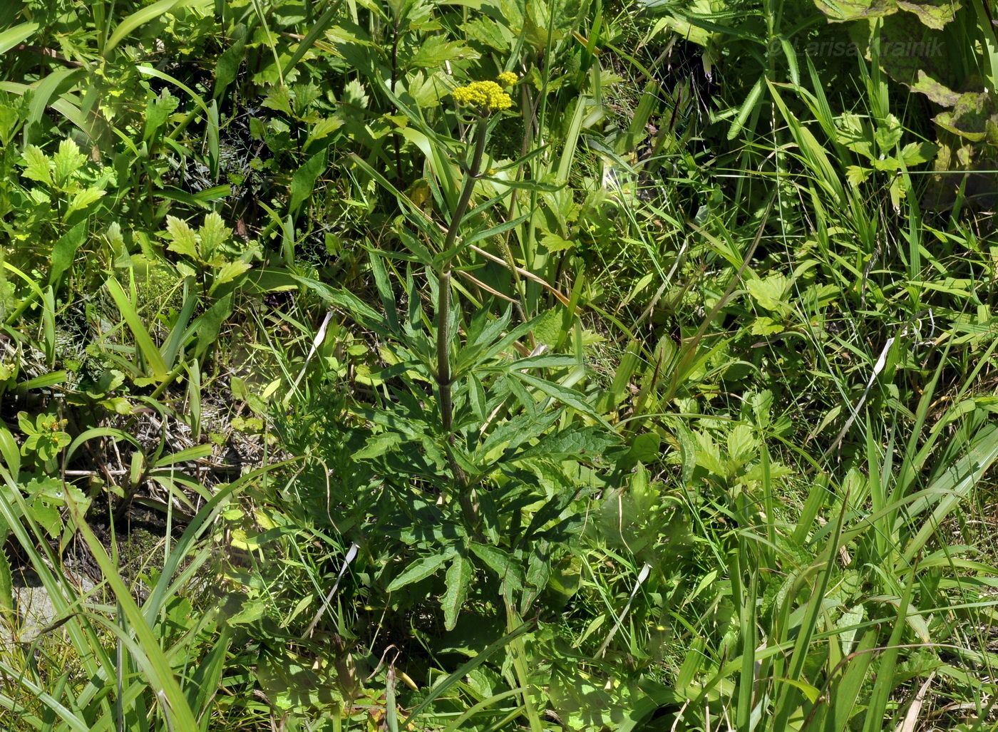 Image of Patrinia scabiosifolia specimen.