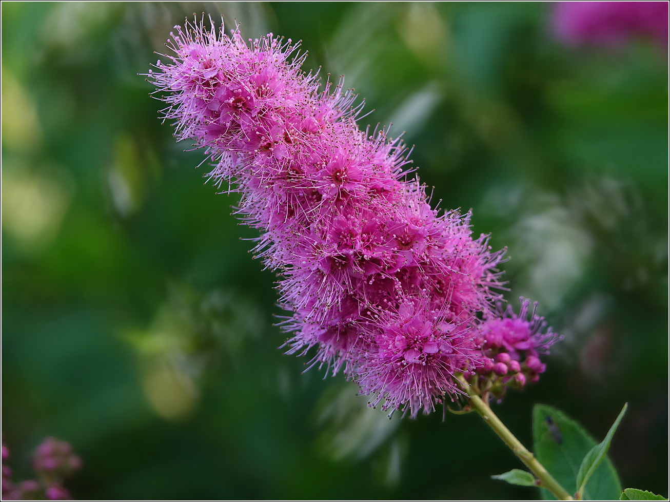 Image of Spiraea &times; billardii specimen.