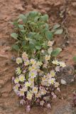 Crepis lactea