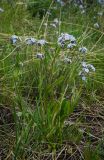 род Myosotis