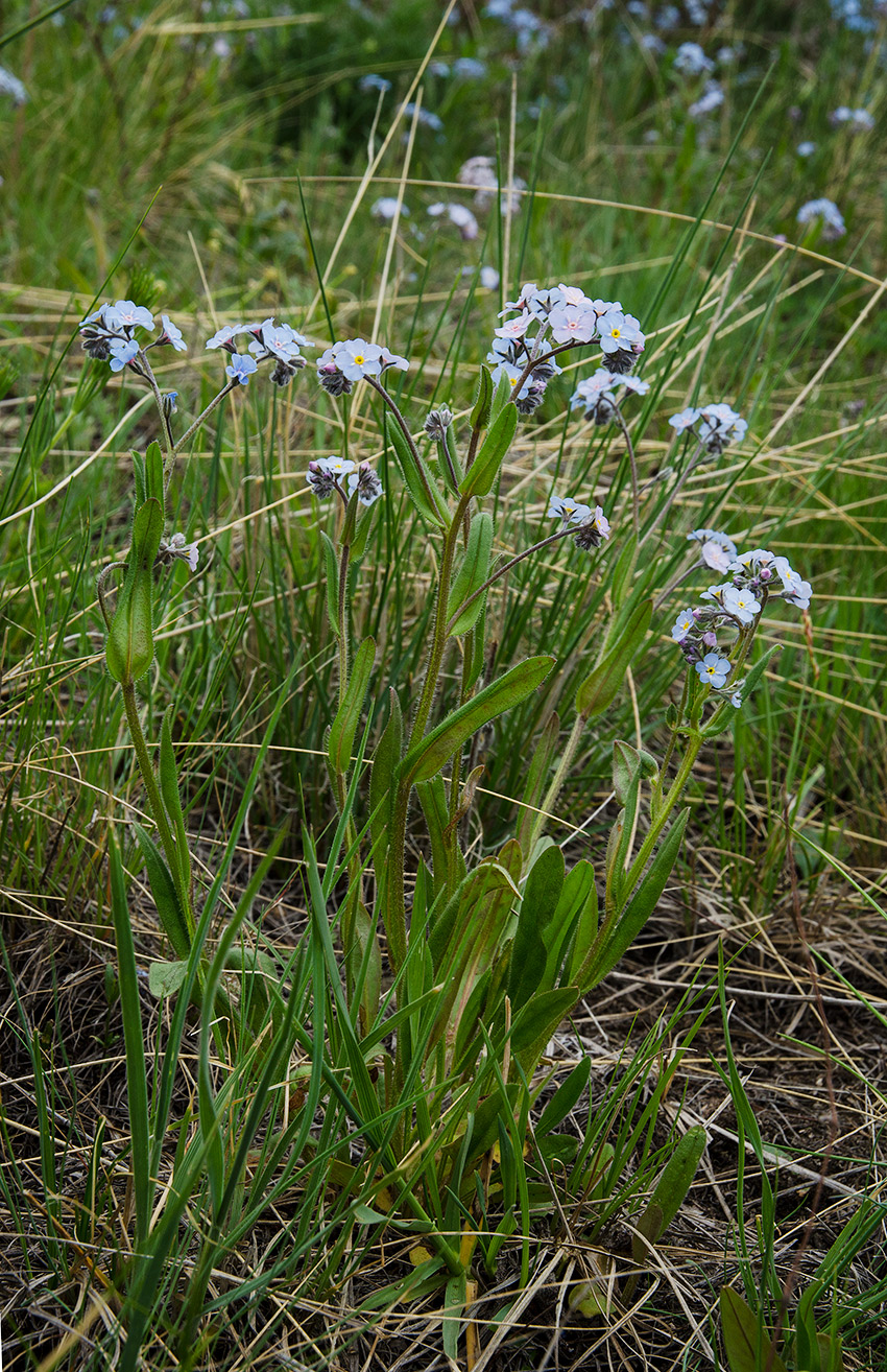 Изображение особи род Myosotis.