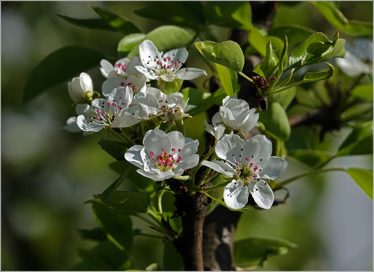 Image of Pyrus communis specimen.