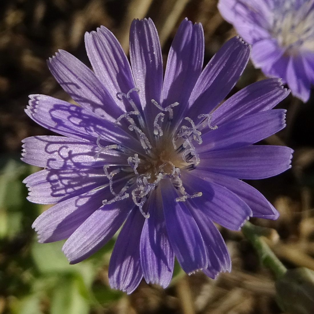 Изображение особи Lactuca tatarica.