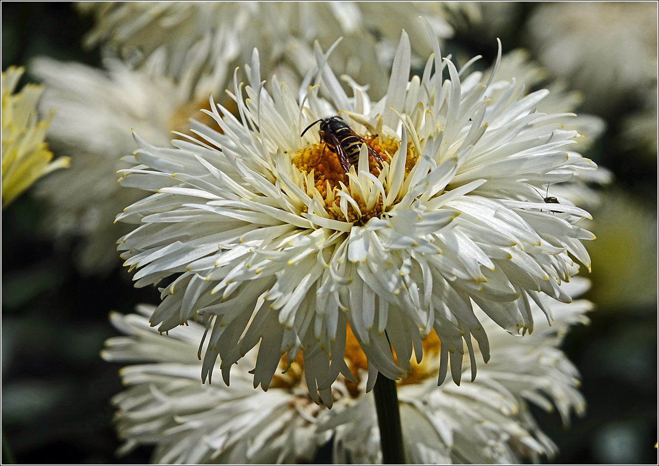 Изображение особи Chrysanthemum indicum.