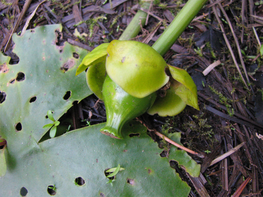 Image of Nuphar × spenneriana specimen.
