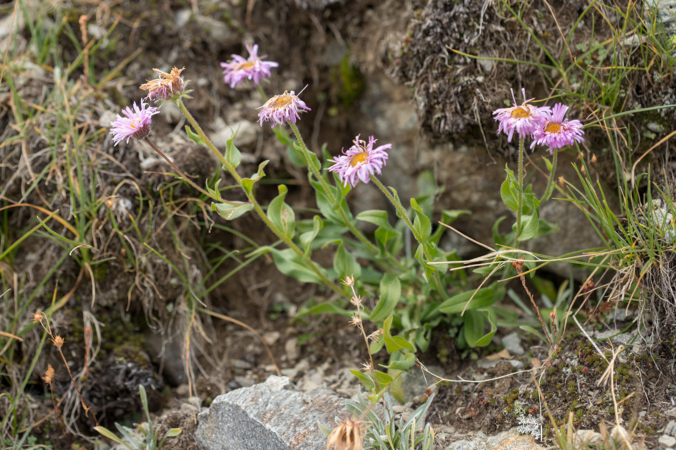 Изображение особи род Erigeron.