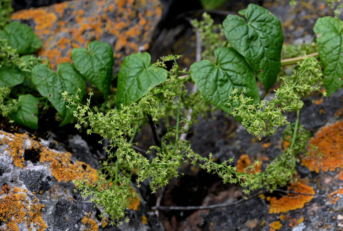 Image of Hablitzia tamnoides specimen.