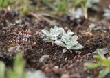 Antennaria caucasica