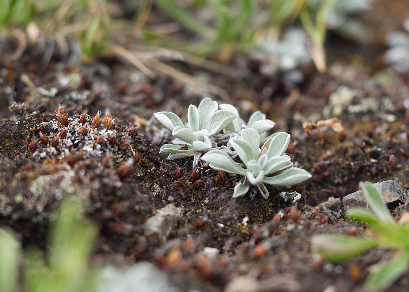 Image of Antennaria caucasica specimen.