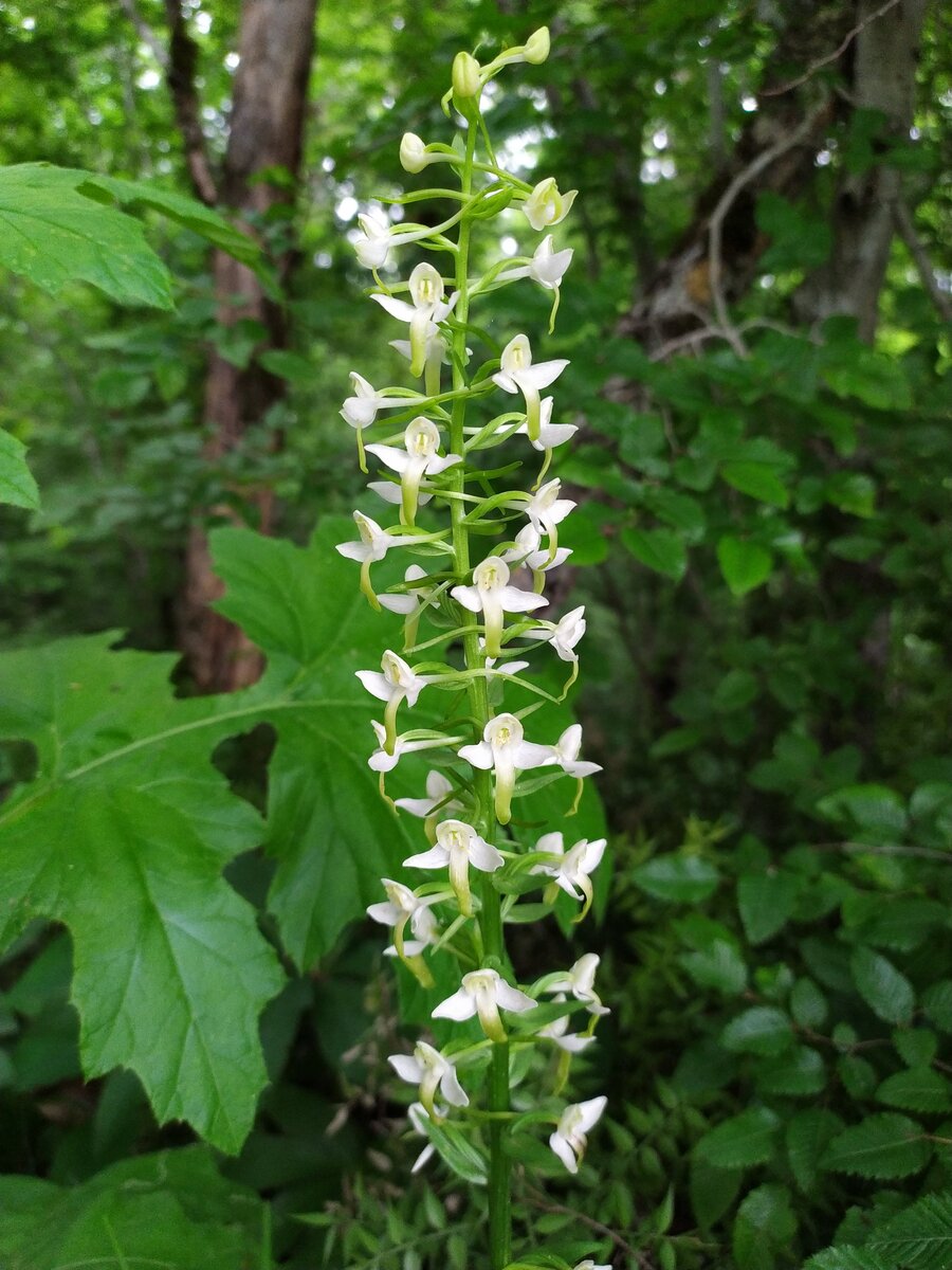 Изображение особи Platanthera bifolia.