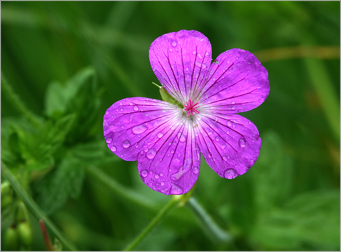 Image of Geranium palustre specimen.