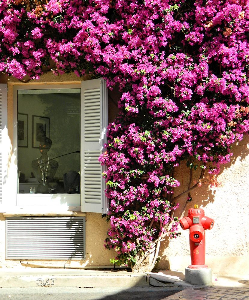 Изображение особи род Bougainvillea.