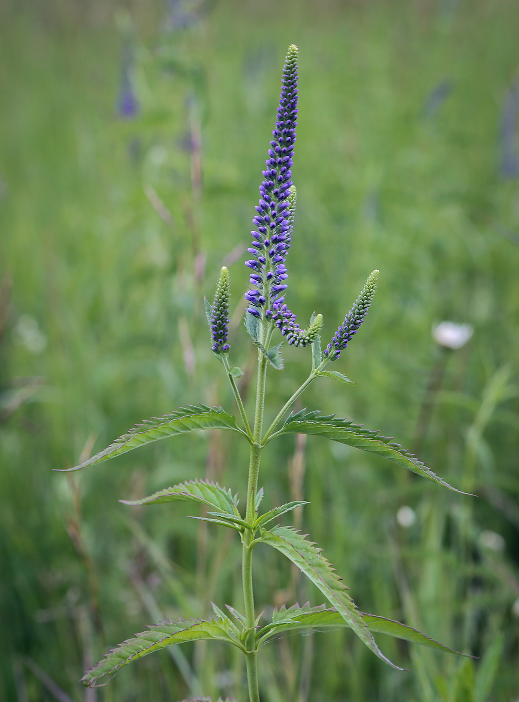Image of Veronica longifolia specimen.