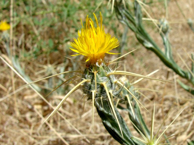 Изображение особи Centaurea solstitialis.