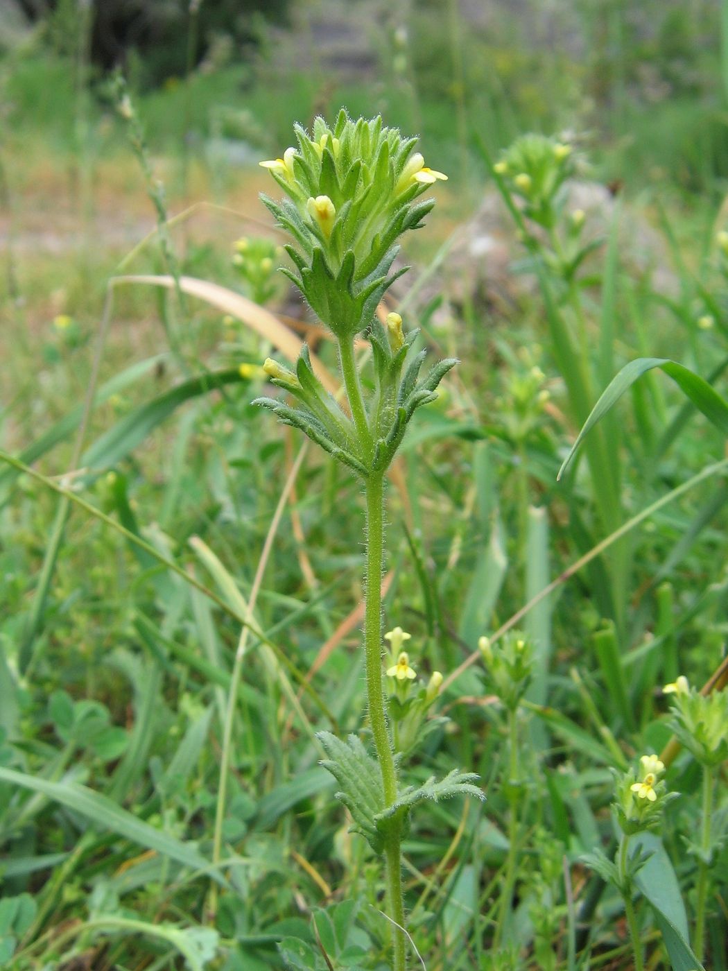 Изображение особи Parentucellia flaviflora.