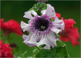 Petunia × hybrida