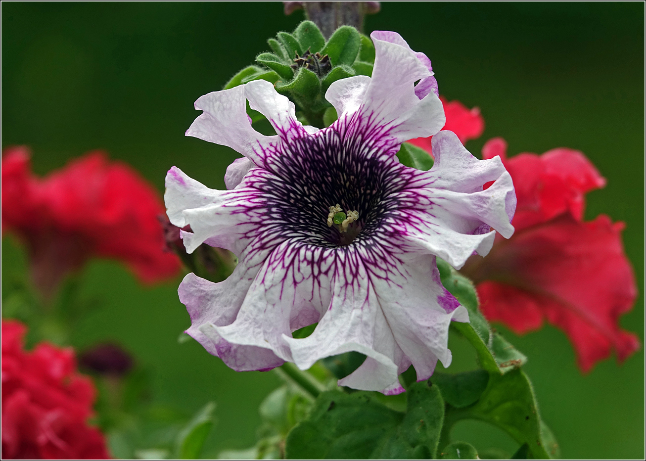 Изображение особи Petunia &times; hybrida.