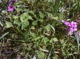 Oxalis articulata