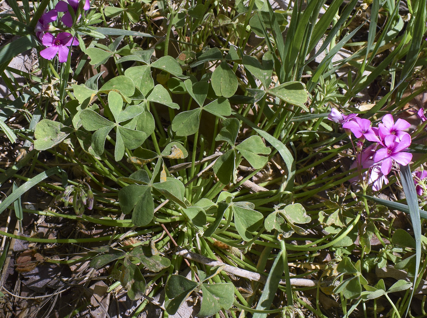 Image of Oxalis articulata specimen.