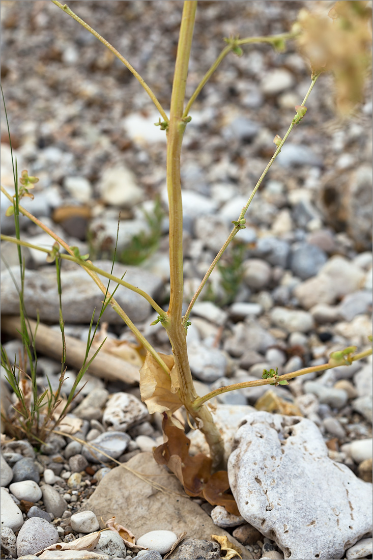 Image of Atriplex sagittata specimen.