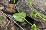 Arabis nordmanniana