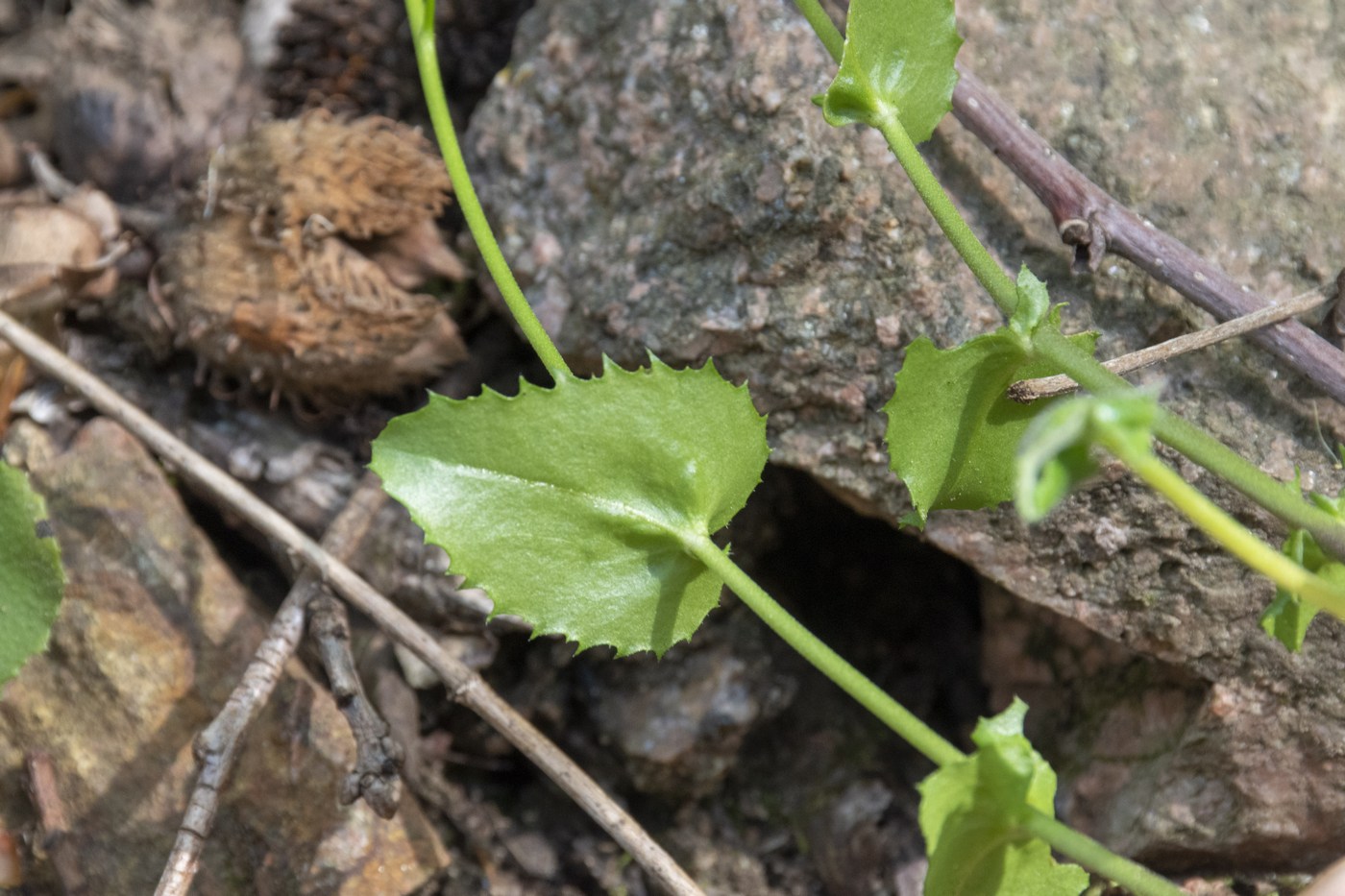 Изображение особи Arabis nordmanniana.