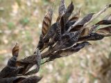 Lupinus polyphyllus