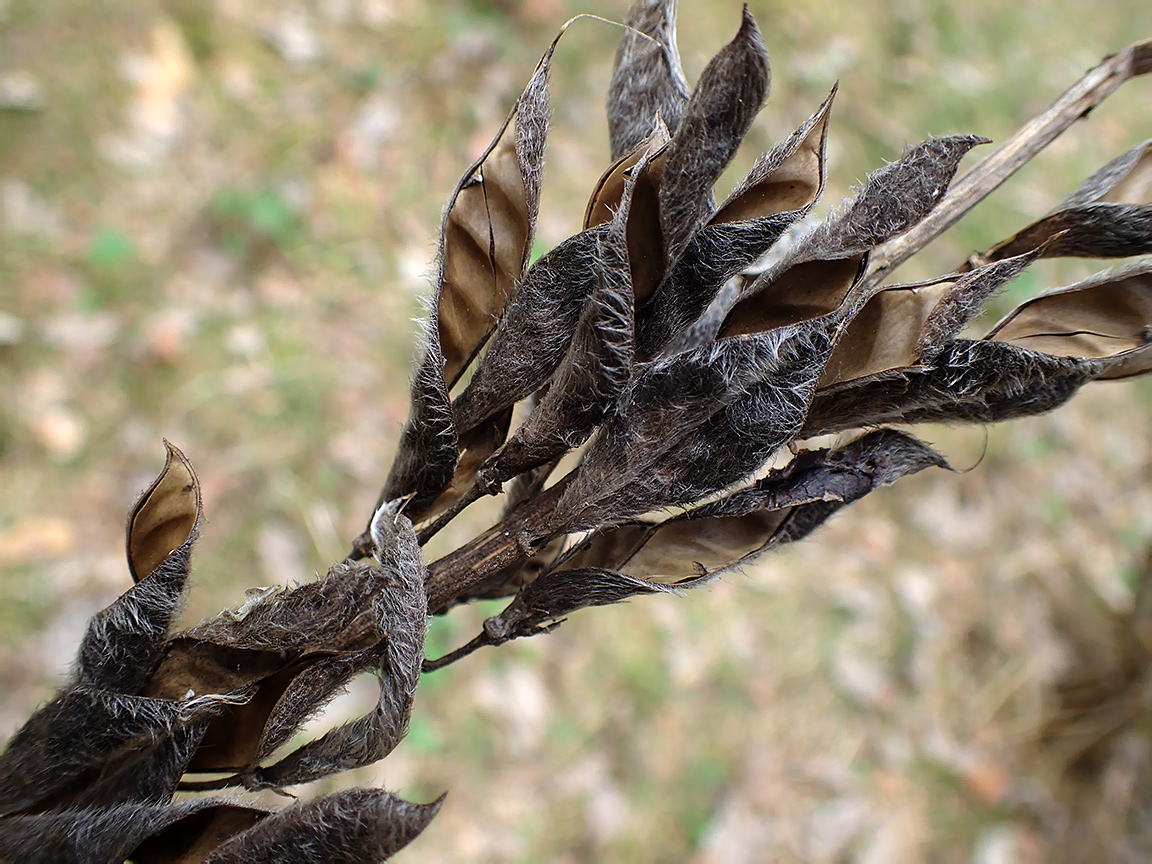 Image of Lupinus polyphyllus specimen.