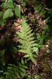 Athyrium filix-femina