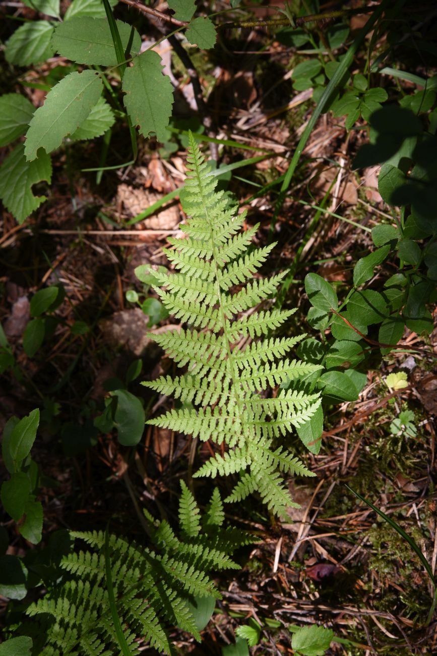 Изображение особи Athyrium filix-femina.