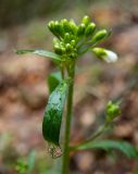 Arabidopsis arenosa