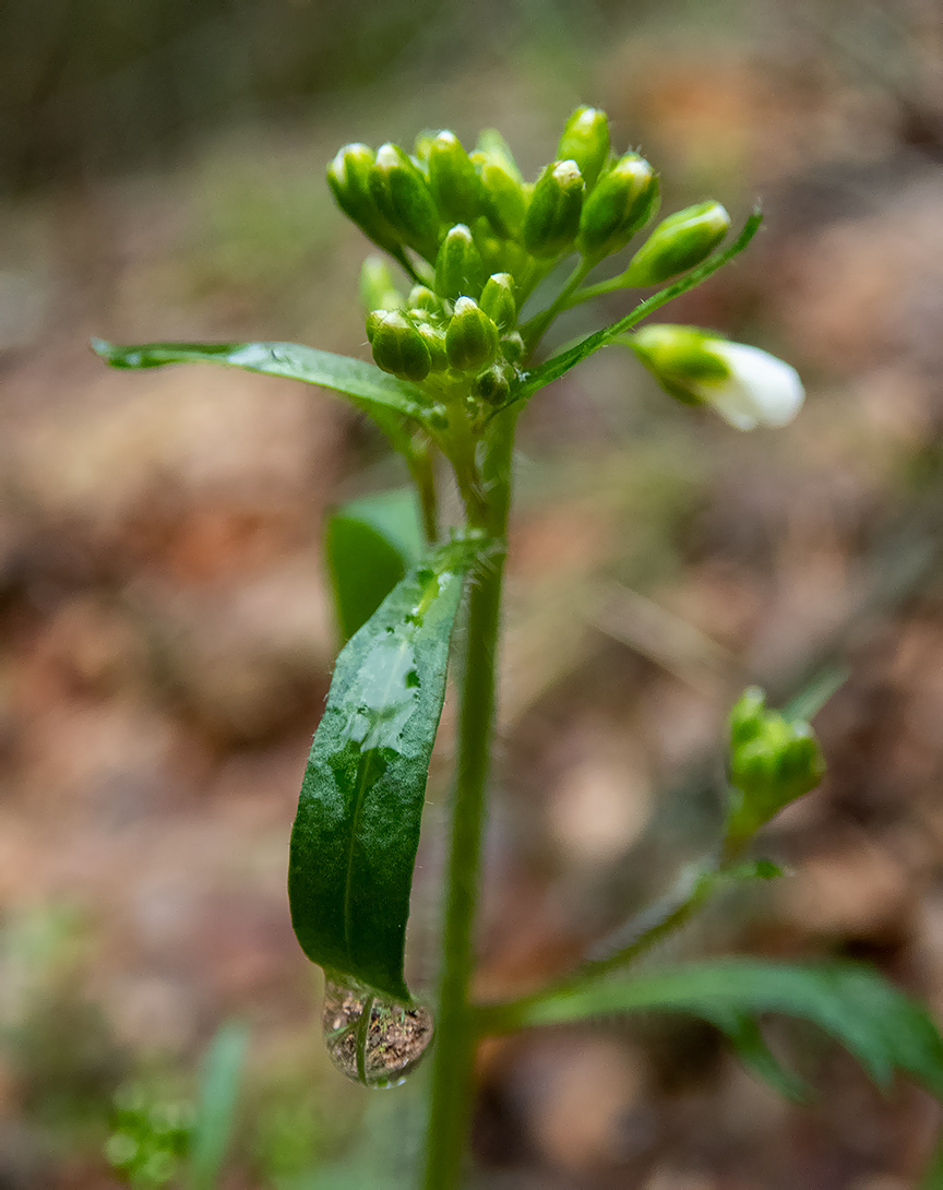 Изображение особи Arabidopsis arenosa.