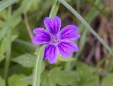 Geranium nodosum