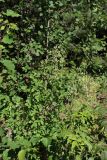 Thalictrum simplex